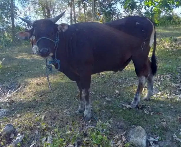 3 ekor sapi kupang jantan 200kiloan siap ternak penggemukan piara puas
