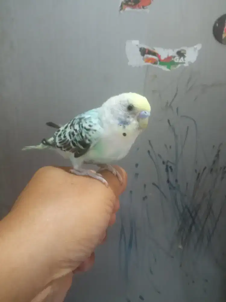 Burung Parkit Warna Bagus