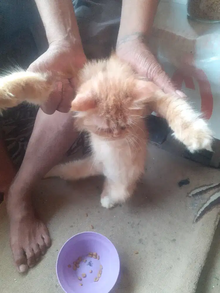 Jual kucing persia
