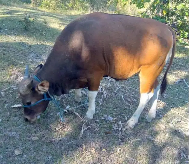 3 ekor sapi kupang jantan siap ternak piara potongan 200kiloan manteb