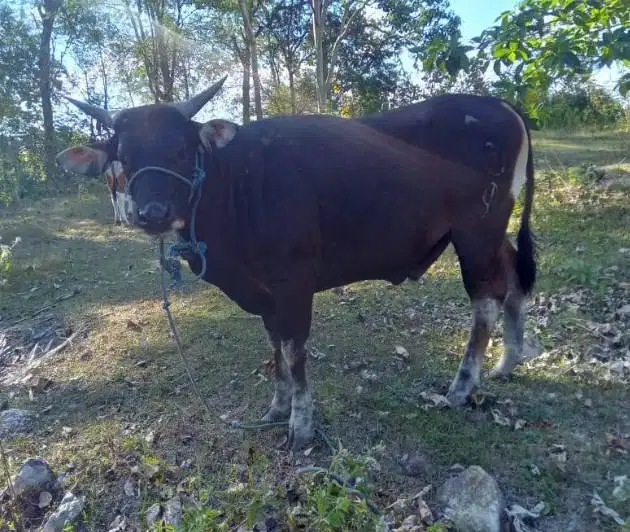 3 ekor sapi kupang jantan 200kiloan siap penggemukan piara ternak puas
