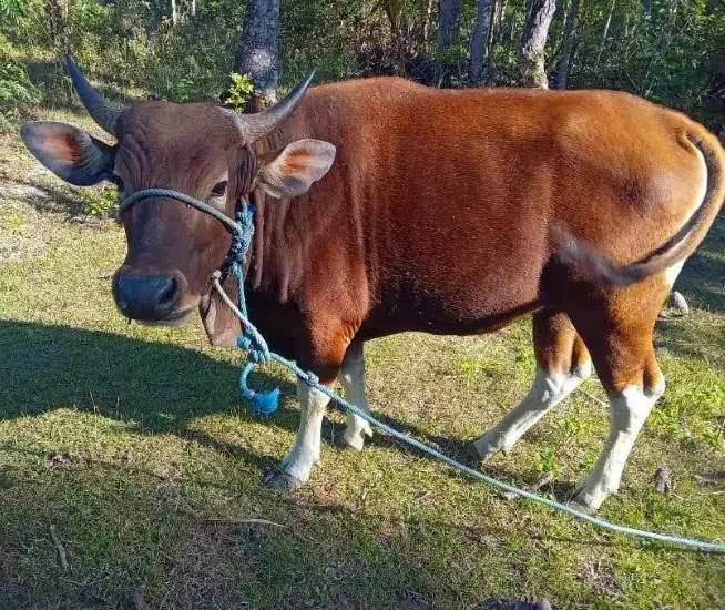 sapi kupang jantan 200kiloan siap penggemukan piara ternak puas manteb