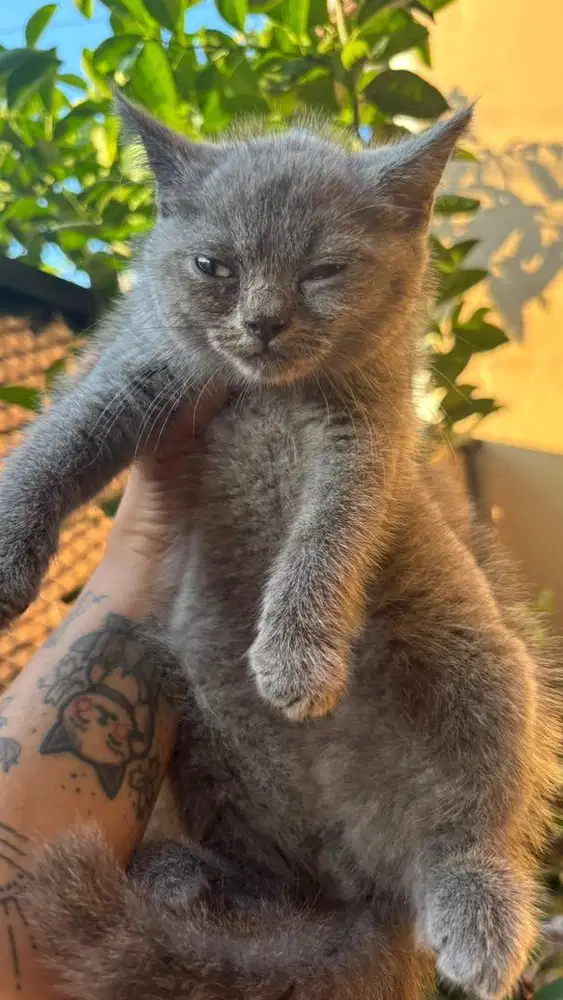 Kucing BSH MURAH MERIAH