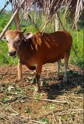 sapi kupang jantan 200kiloan siap ternak piara penggemukan puas manteb