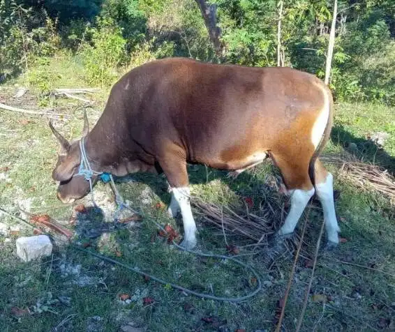 3 ekor sapi kupang jantan 200kiloan siap ternak piara penggemukan puas