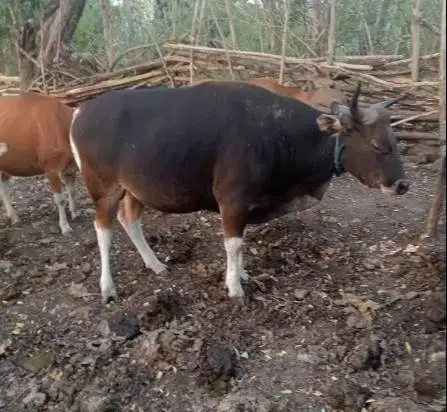 sapi kupang jantan 200kiloan siap ternak piara penggemukan puas manteb