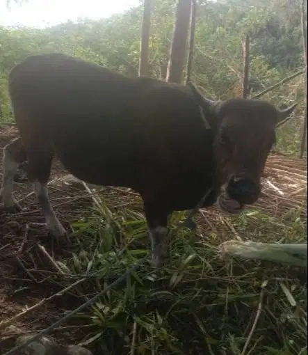 sapi kupang jantan 200kiloan siap penggemukan ternak piara hoby manteb
