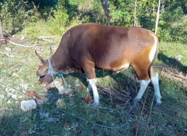 3 ekor sapi kupang jantan 200kiloan siap penggemukan ternak piara hoby
