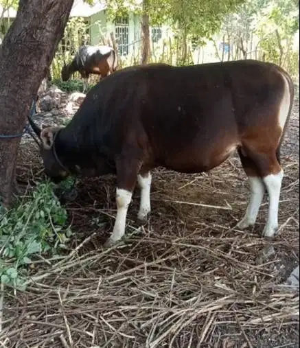 sapi kupang jantan 200kiloan siap penggemukan ternak piara hoby manteb