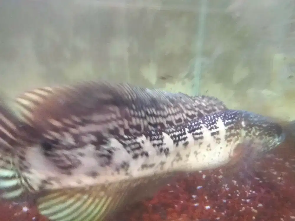 Ikan chana auranti maculata great A
