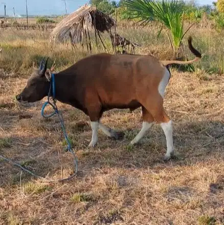 3 ekor sapi kupang jantan 200kiloan siap penggemukan ternak piara puas