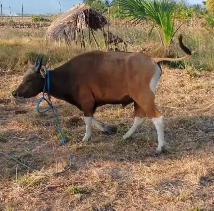 3 ekor sapi kupang jantan 200kiloan siap ternak penggemukan piara puas
