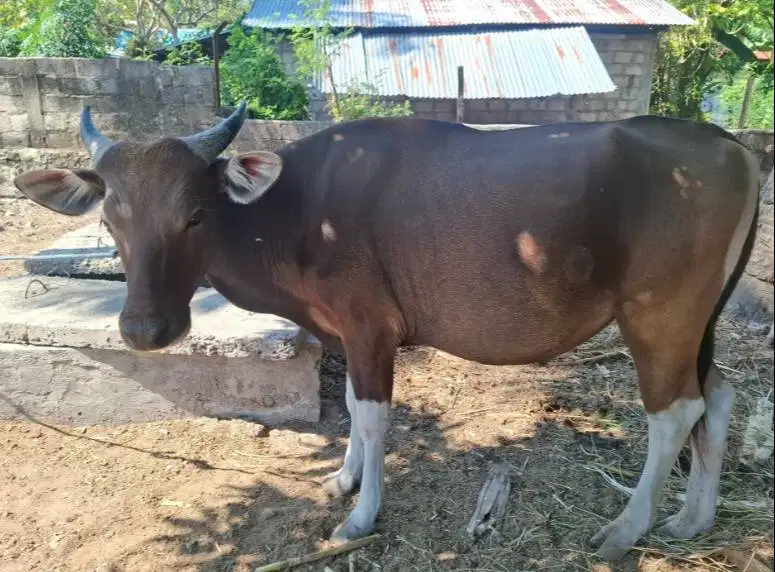3 ekor sapi kupang jantan 200kiloan siap ternak penggemukan piara puas