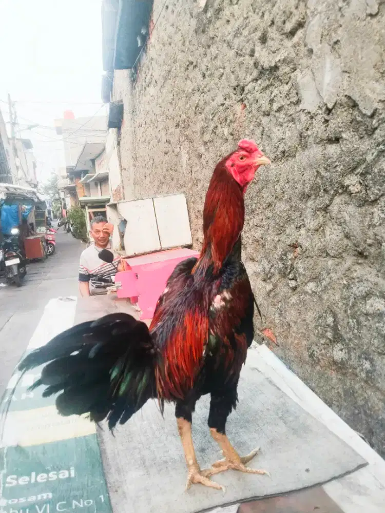 Ayam Bangkok X Mangon