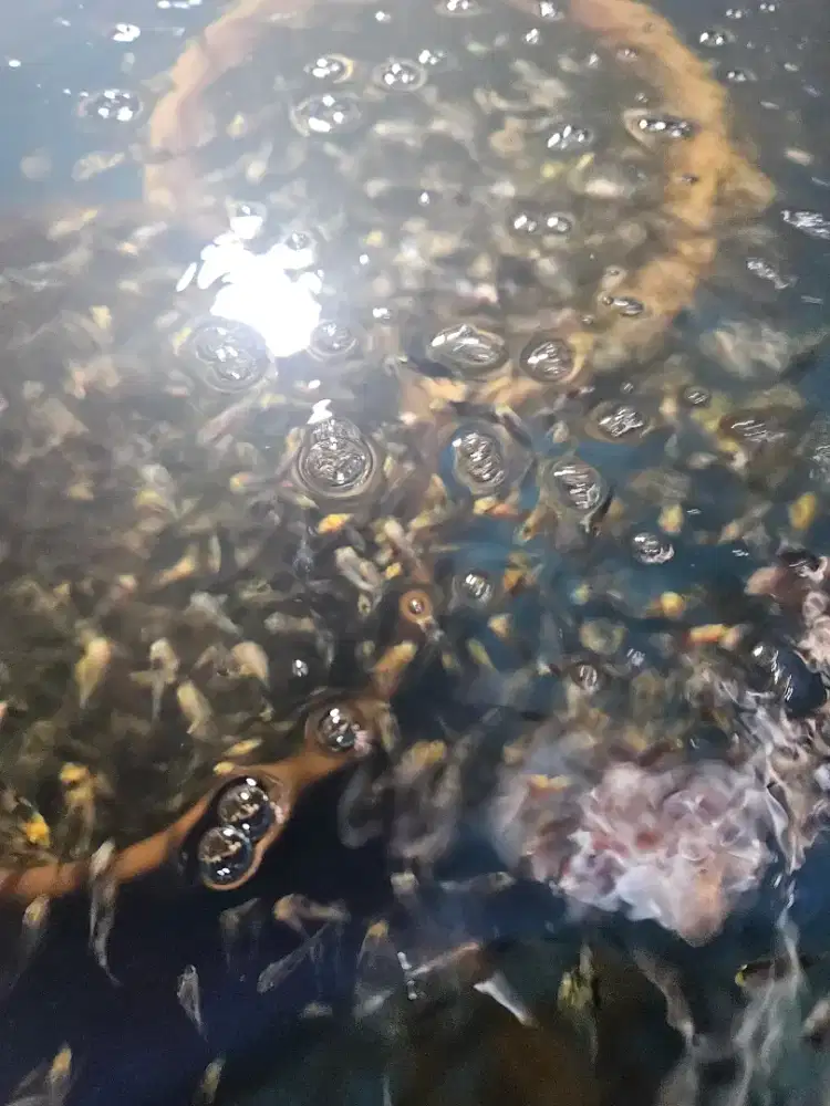 Anak Ikan Koi ukuran 2-5cm