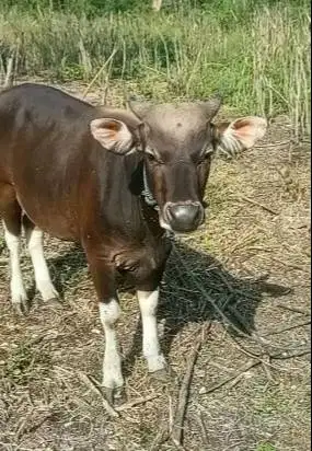 3 ekor sapi kupang jantan 200kiloan siap ternak penggemukan kurban2027