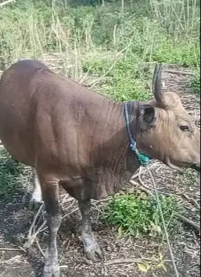 sapi kupang jantan 300kiloan siap potong nazar sedekahan syukuran puas