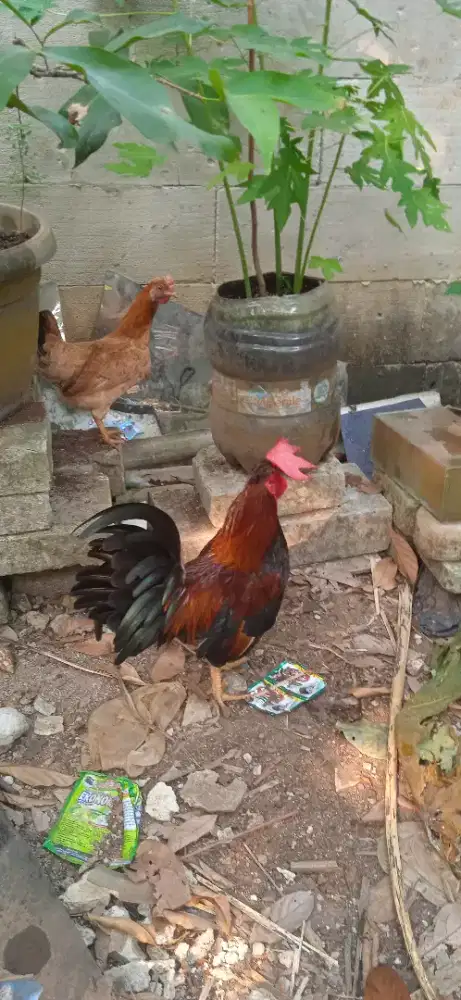 Sepasang ayam Kate kampung wareng