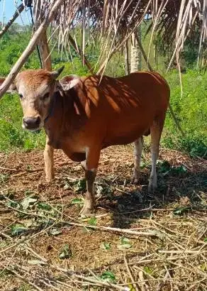 3 ekor sapi kupang jantan 200kiloan siap ternak penggemukan piara puas