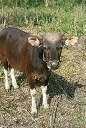 3 ekor sapi kupang jantan 200kiloan siap ternak penggemukan piara puas
