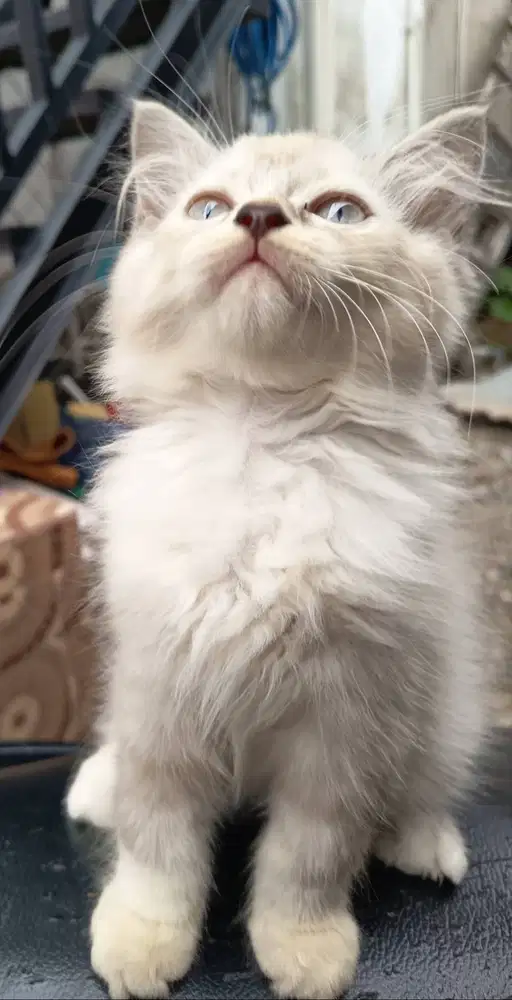 Open adop kitten himalaya jantan
