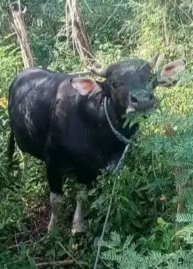 sapi kupang jantan 300kiloan siap potong nazar maulidan sedekahan puas