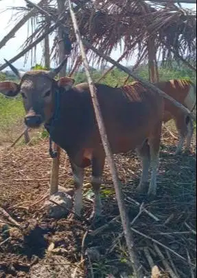3 ekor sapi kupang jantan 200kiloan siap ternak penggemukan piara puas