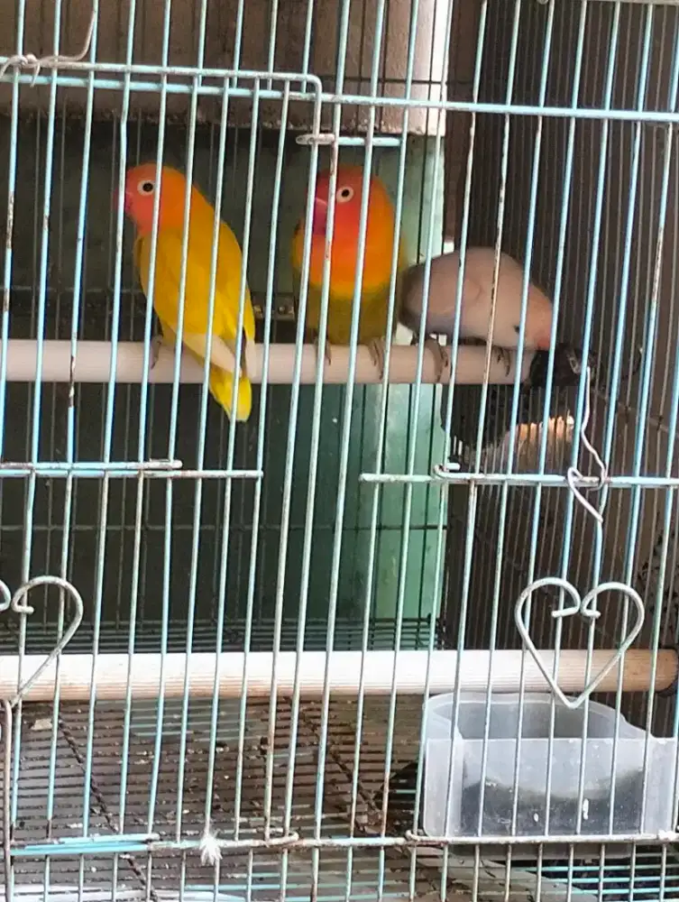 Lovebird Warna Bagus (Sepaket 3 Ekor)