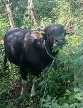 3 ekor sapi jantan kupangan 200kiloan siap ternak penggemukan kurban