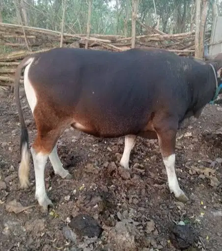 3 ekor sapi jantan kupangan 200kiloan siap ternak penggemukan kurban