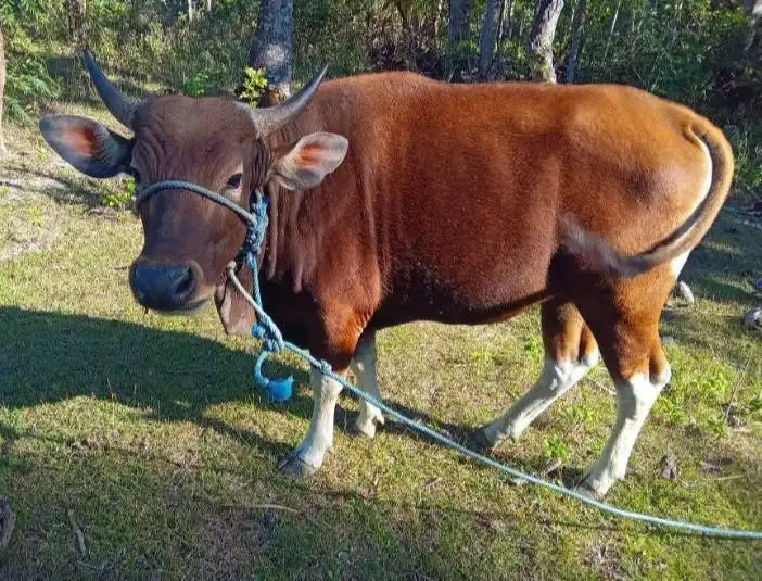 3 ekor sapi kupang jantan 200kiloan siap penggemukan ternak piara puas