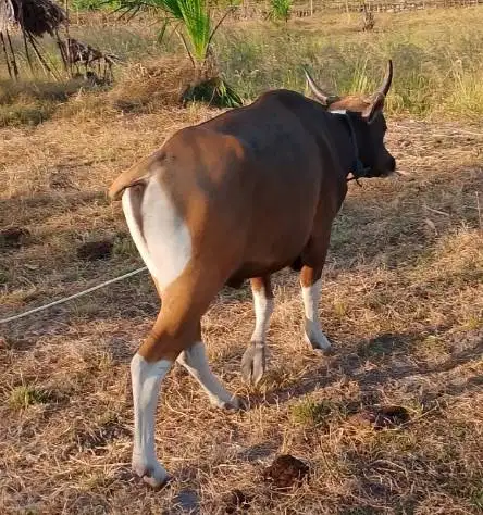 3 ekor sapi kupang jantan 200kiloan siap penggemukan ternak piara puas