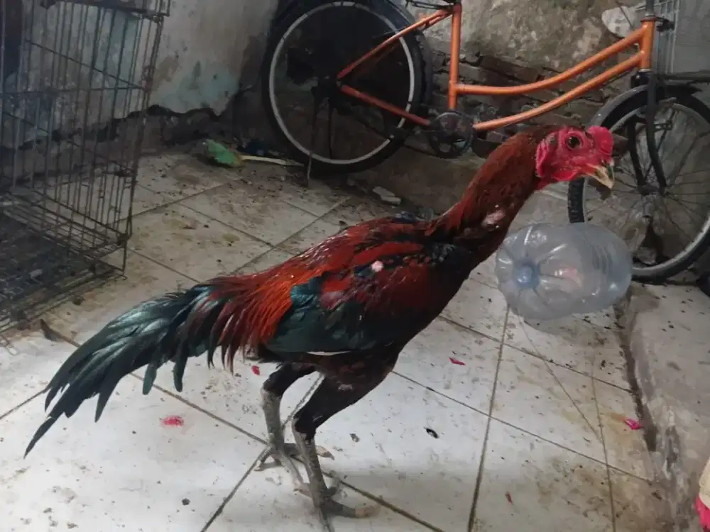 ayam Bangkok mangon