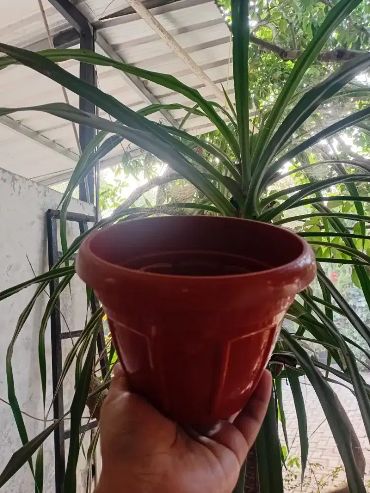 Pot wadah tanaman