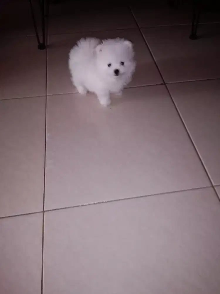Anak Anjing Minipom Snow White