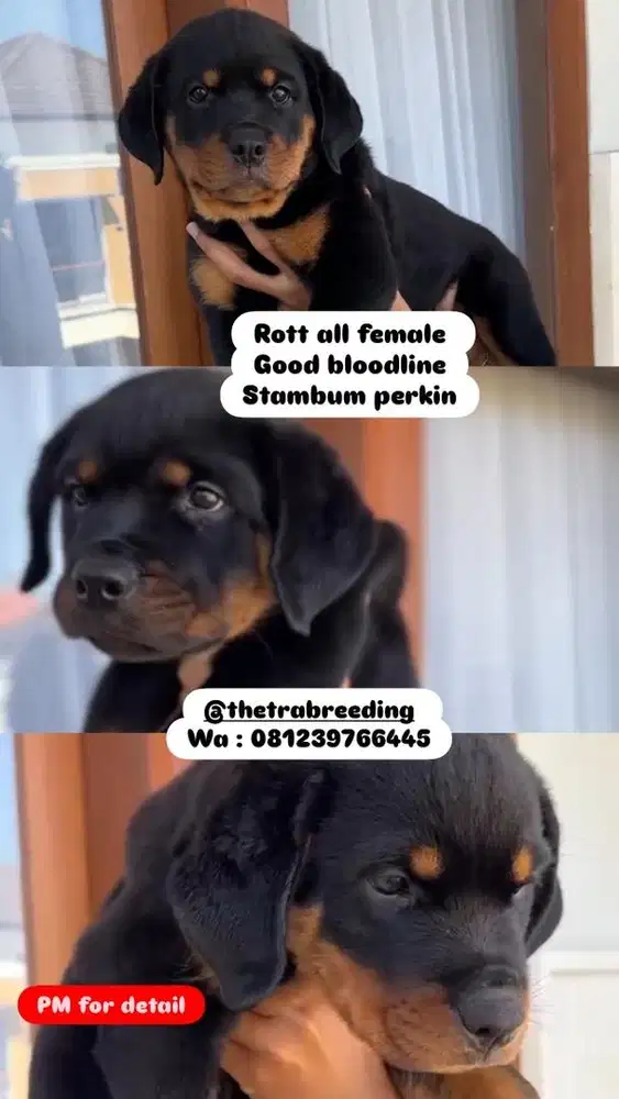 Puppy rottweiler good bloodline