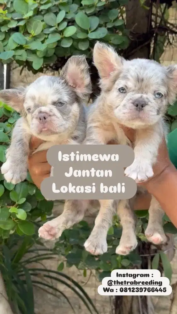 Istimewa french fluffy
