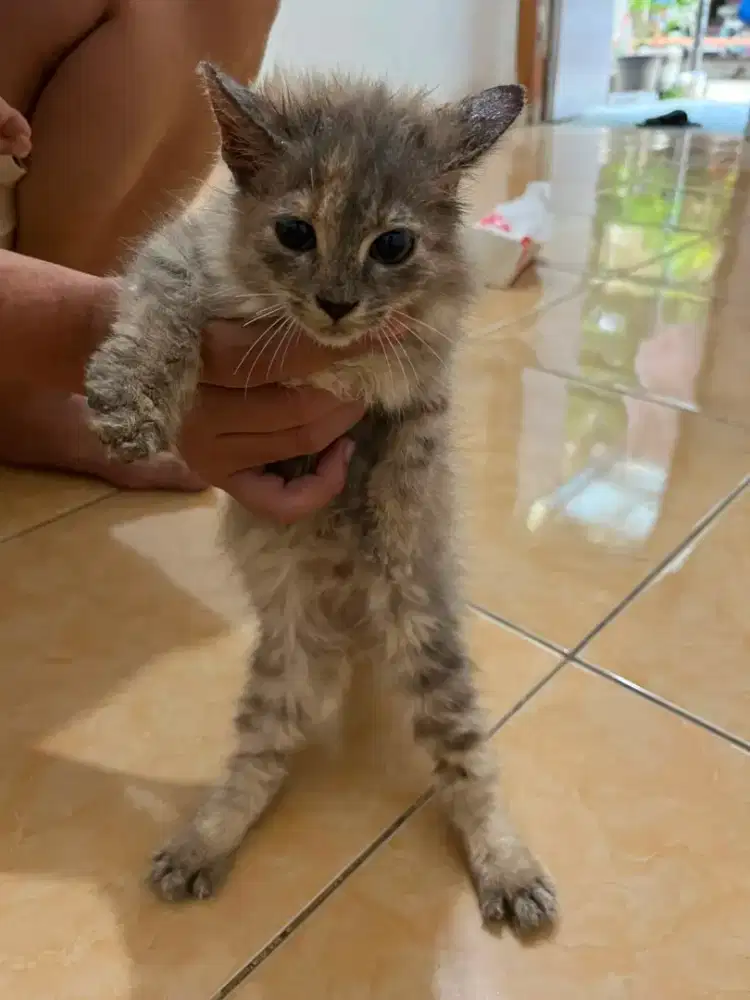 Kitten persia longhair