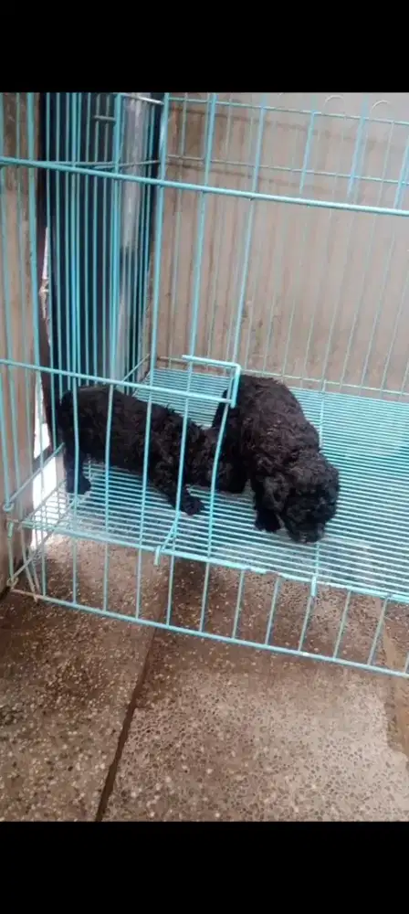 Black Toy Poodle