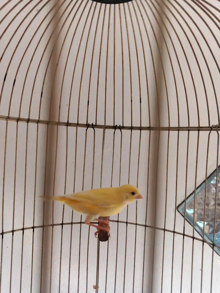 Burung faud kenari