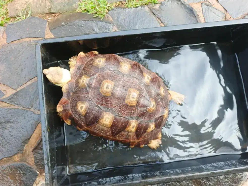 Dijual Kura kura Sulcata Mocca