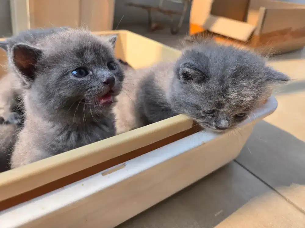 BsH Exo Persia Peaknose
