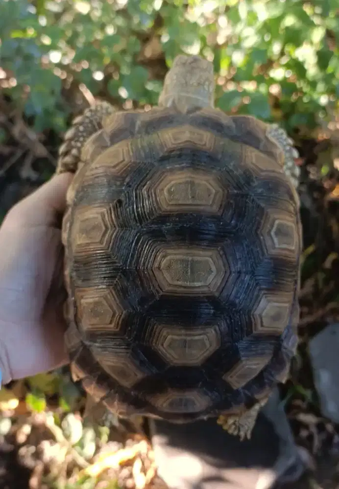Sulcata 16cm Sehat
