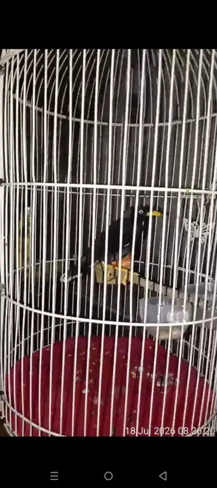 burung jalak kebo mantap bonus perkutut lokal