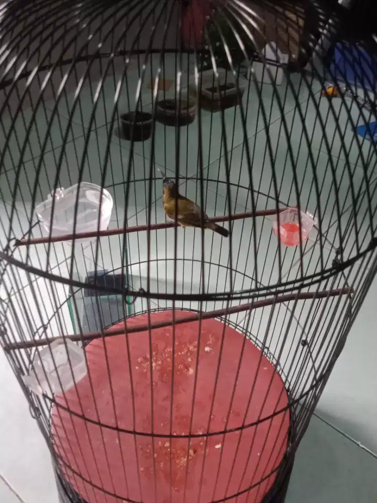 Burung konin jenis sogon
