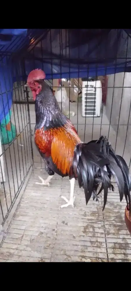 Ayam bekisar merah merona