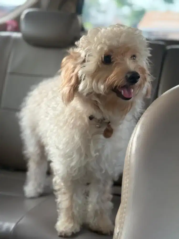 Open adoption dog
