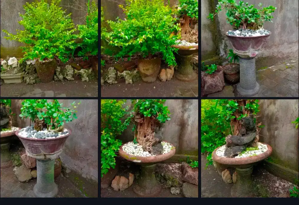 bonsai beringin dolar dan pohon dewandaru.