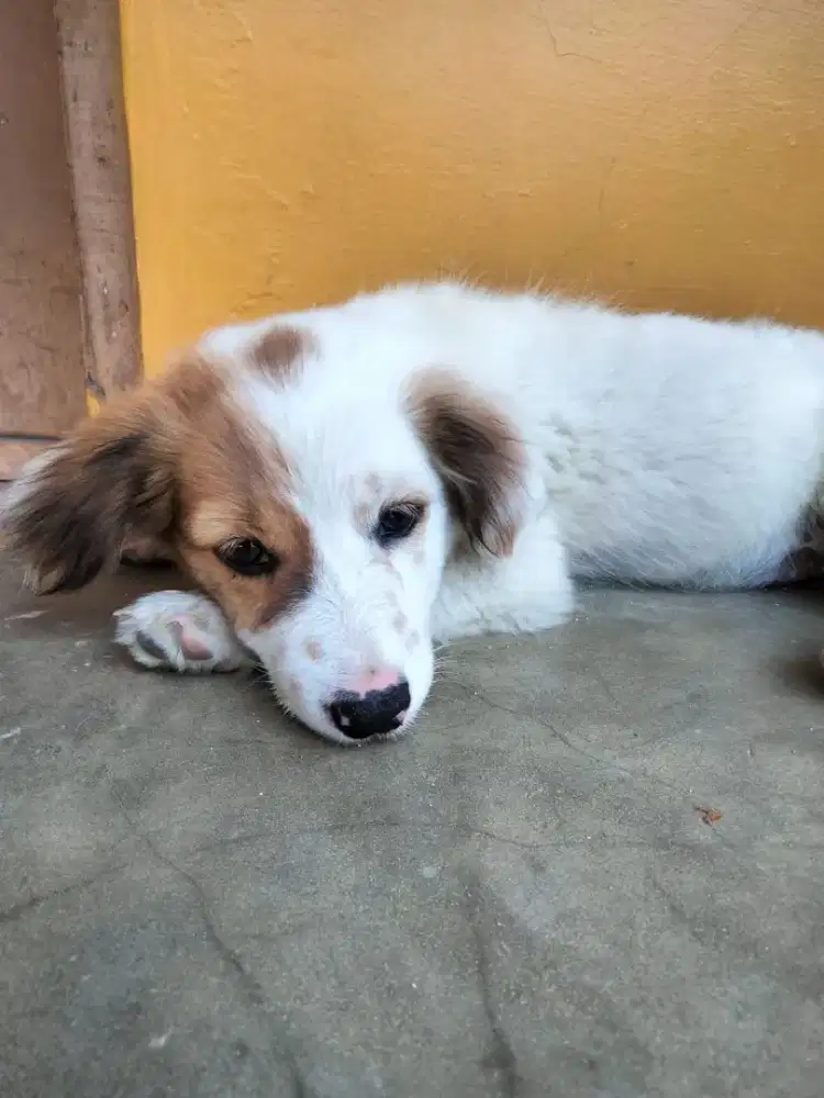 Jual anjing usia 3 bulan
