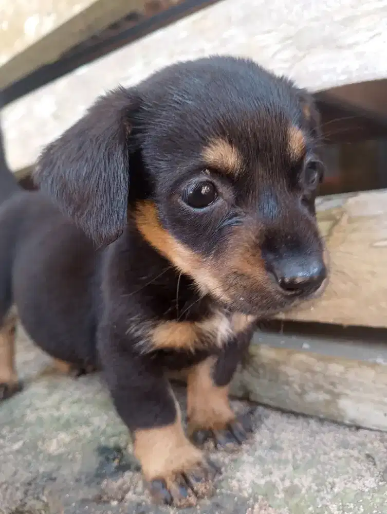 Anak puppy tekel datchun kecil imut